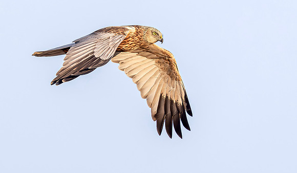 Marsh Harrier ♂, bruine Kiekendief, Rietlanden Kockengen 2025