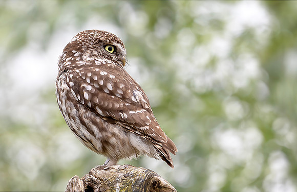Steenuil, Little Owl, Groene Hart, Nederland 2024