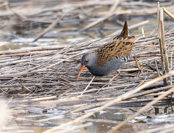 Waterral, Water Rail, Marker Wadden 2024