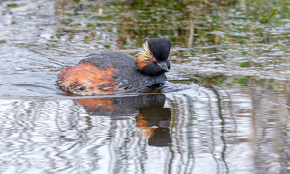 Geoorde Fuut, Black-necked Grebe / Eared Grebe, Onner Polder 2021