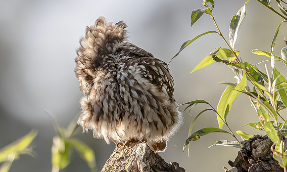 Steenuil, Little Owl, Groene Hart, Nederland 2024