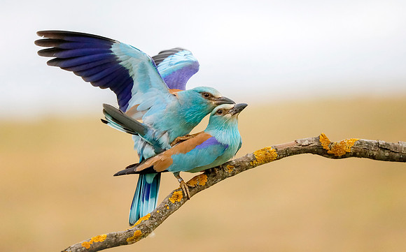 Scharrelaar ♀, ♂, European Roller, Campo Lugar, España 2019,