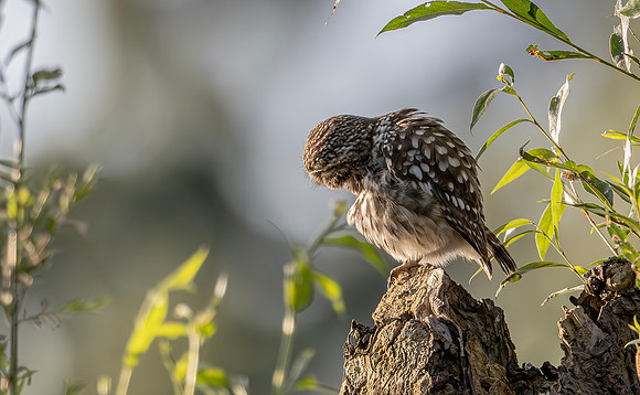 Steenuil, Little Owl, Groene Hart, Nederland 2024
