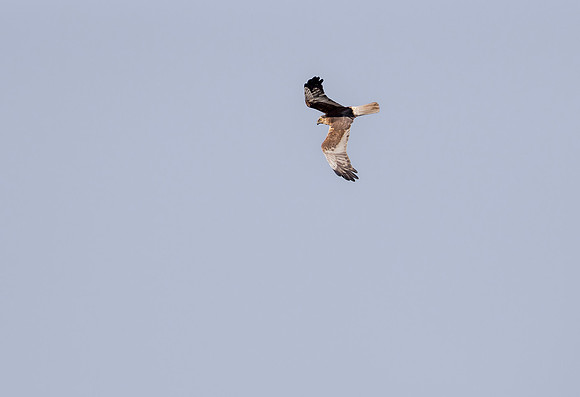 Bruine kiekendief ♂, Marsh harrier, Rietlanden Kockengen 2023