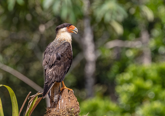 Crested Caracara, Costa Rica 2022