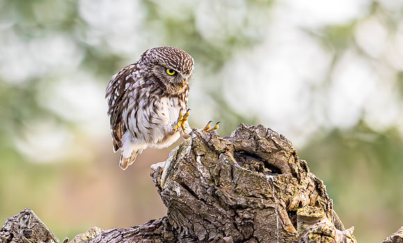 Steenuil, Little Owl, Groene Hart 2024