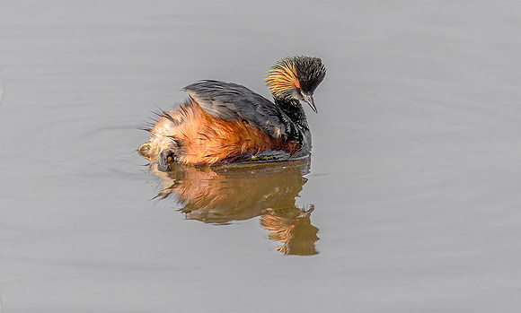 Geoorde Fuut, juv, Black-necked Grebe / Eared Grebe, Onner Polder 2021