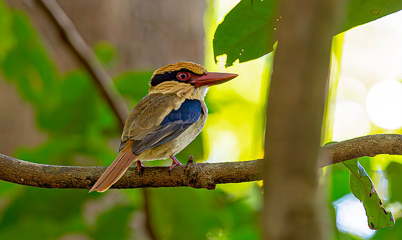 Sulawesi Lilac Kingfisher ♂, Tangkoko, Sulawes 2018