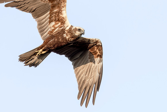 Bruine kiekendief ♀, Marsh harrier, Rietlanden Kockengen 2023