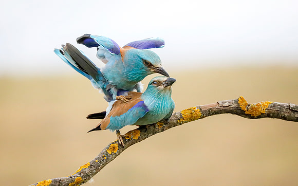 Scharrelaar ♂, ♀, European Roller, Campo Lugar, Spain 2019