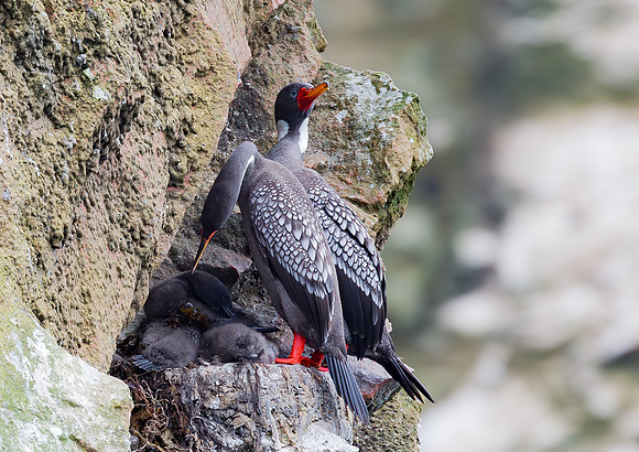 Red-legged Cormorant, Peru 2015