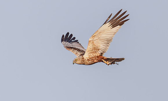 Bruine kiekendief ♂, Marsh harrier, Rietlanden Kockengen 2023