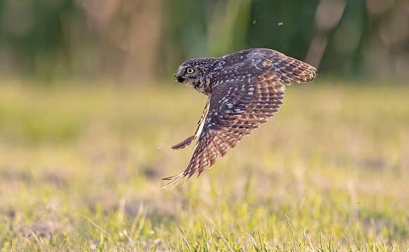 Steenuil, Little Owl, Groene Hart 2024