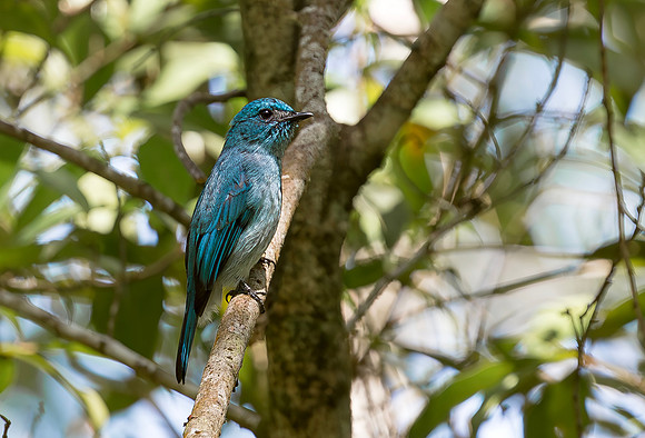 Turquiose Flycatcher, Sulawesi 2018