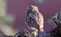 Steenuil, Little Owl, Groene Hart, Nederland 2024