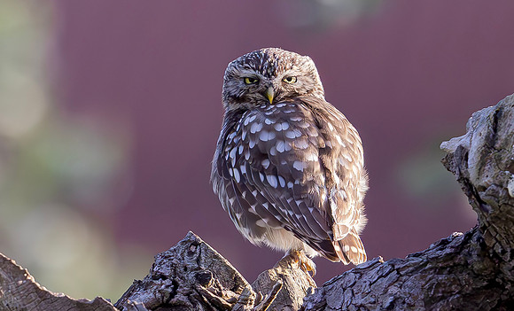 Steenuil, Little Owl, Groene Hart, Nederland 2024