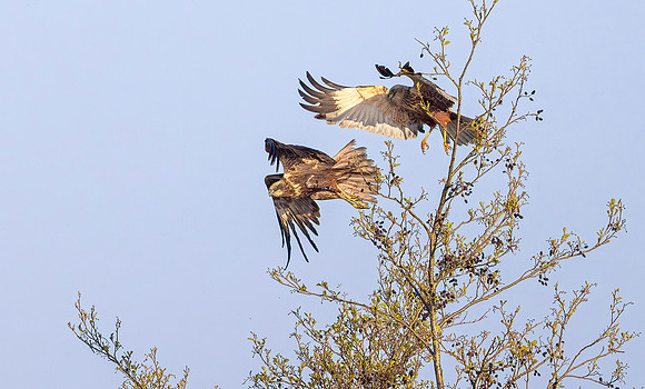Bruine kiekendief ♀, ♂, balts, Marsh harrier, courtship, Rietlanden Kockengen 2023