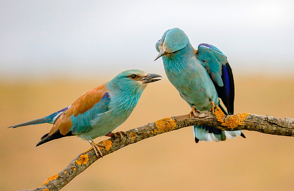 Scharrelaar ♀, ♂, European Roller, Campo Lugar, España 2019,