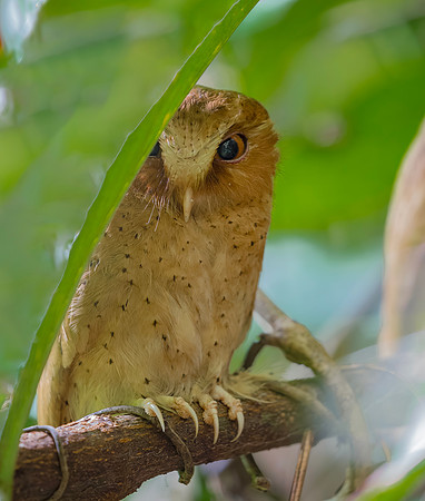 Serendib Scops Owl ♂, Sinharaja, Sri Lanka 2019