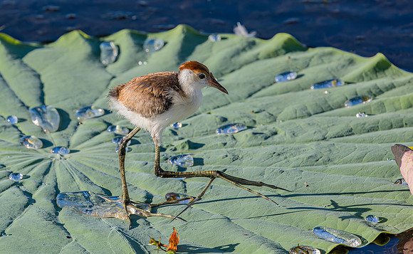 8848 Comb-crested Jacana juv, NT06-2016, S1A7774 def rec X