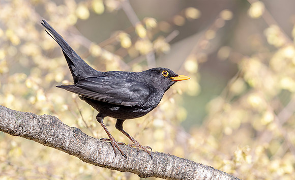 Merel ♂, Common Blackbird in front of flowering Corylopsis, Wageningen 2021