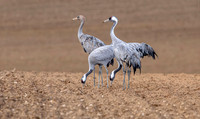 Kraanvogel, ad, juv, Common Crane,  Lac du Der Chantecoq 2019