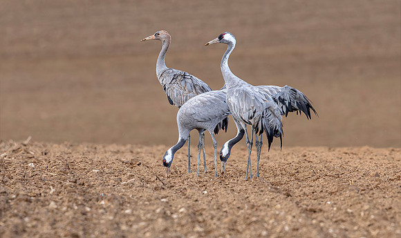 Kraanvogel, ad, juv, Common Crane,  Lac du Der Chantecoq 2019
