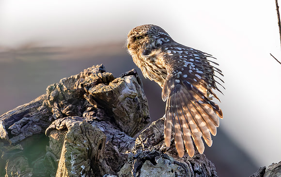 Steenuil, Little Owl, Groene Hart 2024