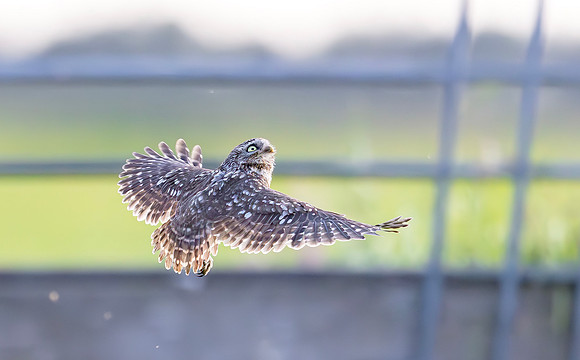 Steenuil, Little Owl, Groene Hart 2025