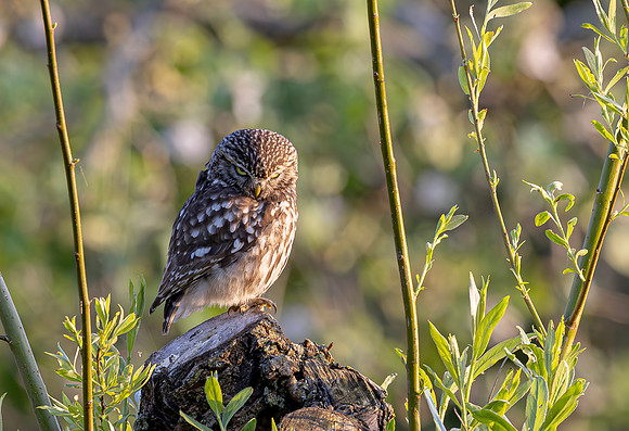 Steenuil, Little Owl, Groene Hart, Nederland 2024