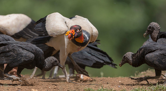 King Vulture, Black Vulture, Costa Rica 2022
