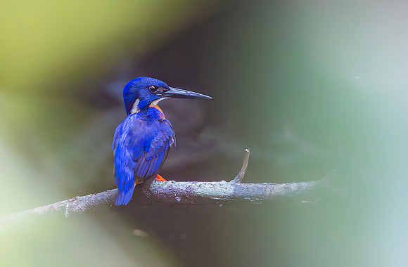 Shining-blue Kingfisher, Ghana 2016