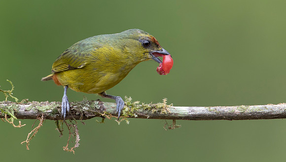 Olive-backed Euphonia  ♀, Costa Rica 2022