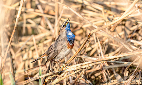 Blauwborst ♂, balts, Bluethroat courtship, Waverhoek 2017