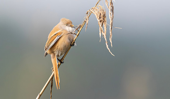 Baardman, Bearded Reedling, Marker Wadden 2024