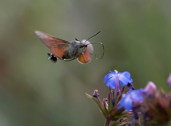 Kolibrievlinder op loodkruid, Hummingbird Hawk-moth on Leadwort, Kockengen  2022
