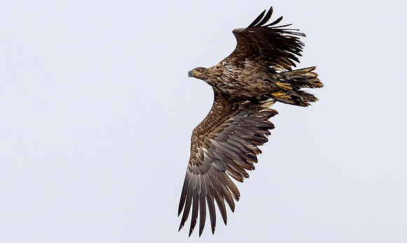Zeearend juv, Sea Eagle, Marker Wadden 2024
