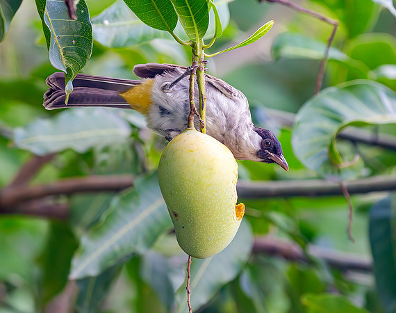 8816 Sooty-headed Bulbul, Trenate, Indonesia 2018, S1A0816 def rec X