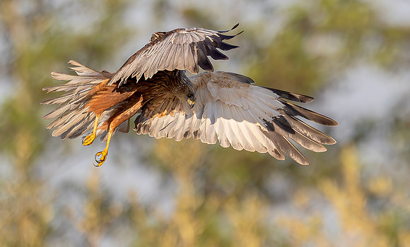 Bruine kiekendief ♂, Marsh harrier, Rietlanden Kockengen 2025