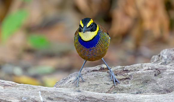 9037 Javan Banded Pitta ♂, Bali Barat Ntl Park 03-10-2018, S1A3411 def rec X