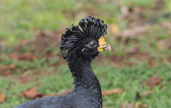 Great Curassow ♂, Costa Rica 2022