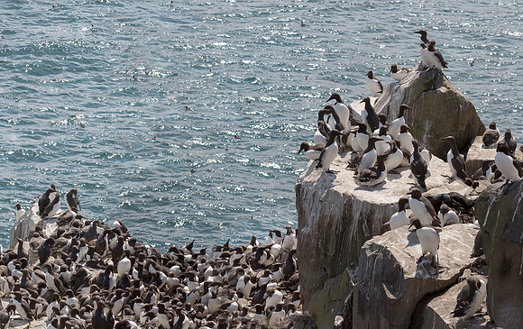 Zeekoet, Common Guillemot/Common Murre, Inner Farne, Farne Islands 2019