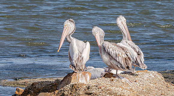 Spot-billed Pelican, Bundala NP, Sri Lanka 2019
