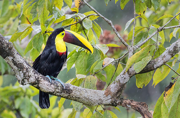 Black-mandibled Toucan, Costa Rica 2022