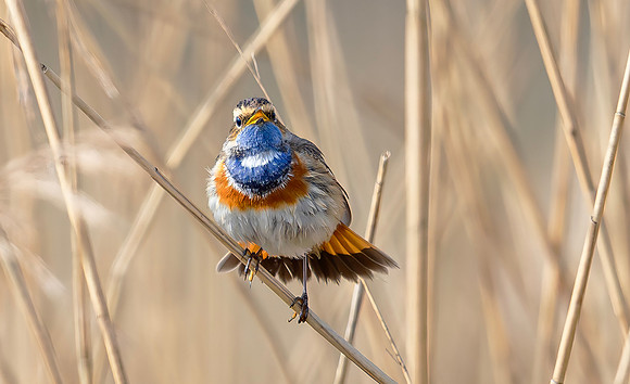 8999 Blauwborst m, Bluethroat. Waverhoek 23-03-2024, 0S1A0987 X