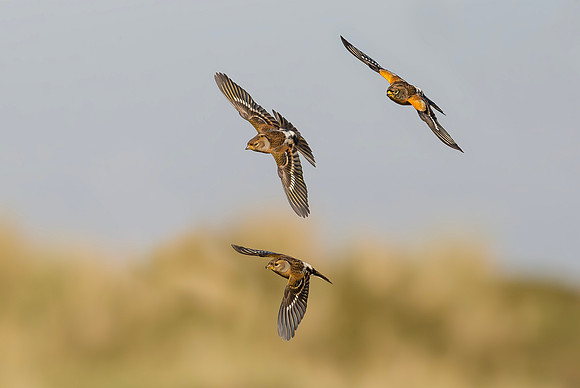Keep, Brambling, Terschelling 2015