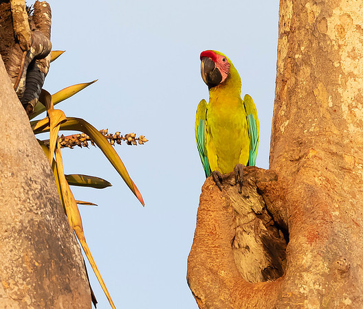 Great Green Macaw, Costa Rica 2022
