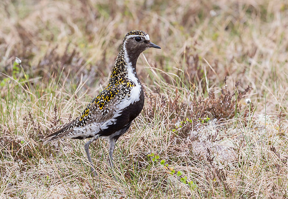 Goudplevier, Golden Plover, Storlien, Jämtland 2022