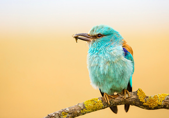 Scharrelaar ♂, European Roller, Campo Lugar, España 2019,