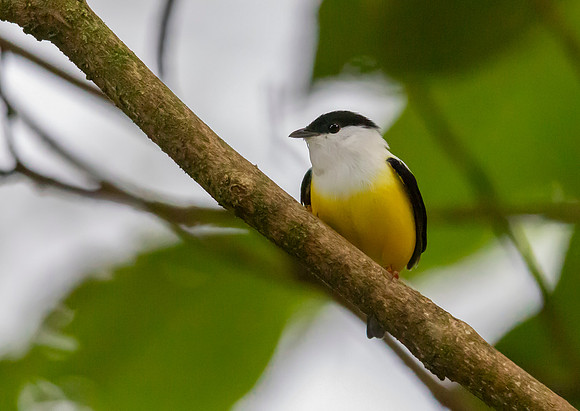 White-collared Manakin ♂, Costa Rica 2022